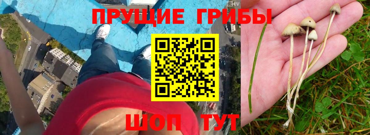 Псилоцибиновые грибы прущие грибы  Грозный 